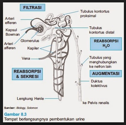 biologi soal latihan biologi