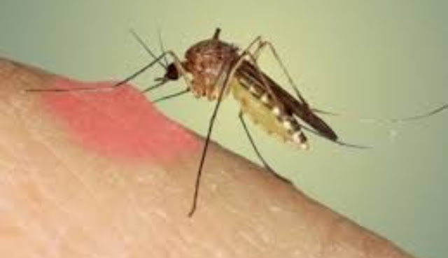 Gigitan nyamuk Gigitan nyamuk