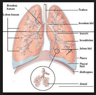 biologi soal latihan biologi