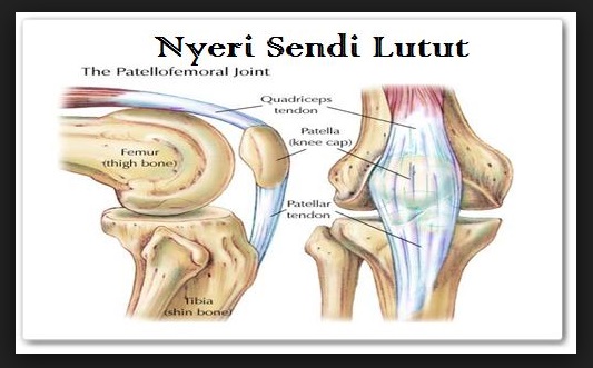 soal biologi soal latihan biologi