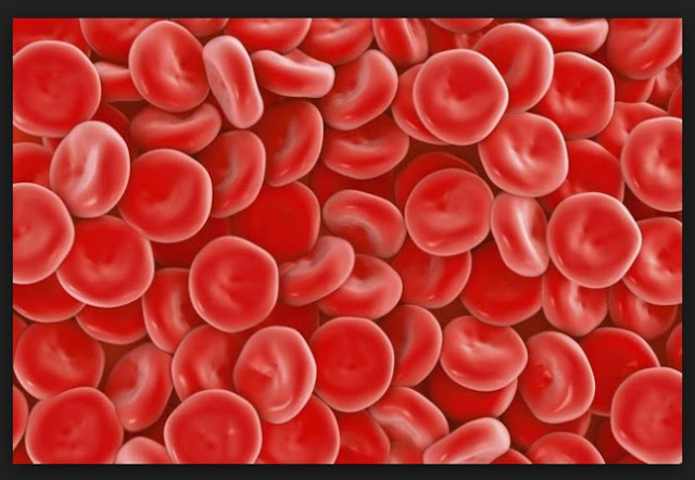 biologi soal un biologi